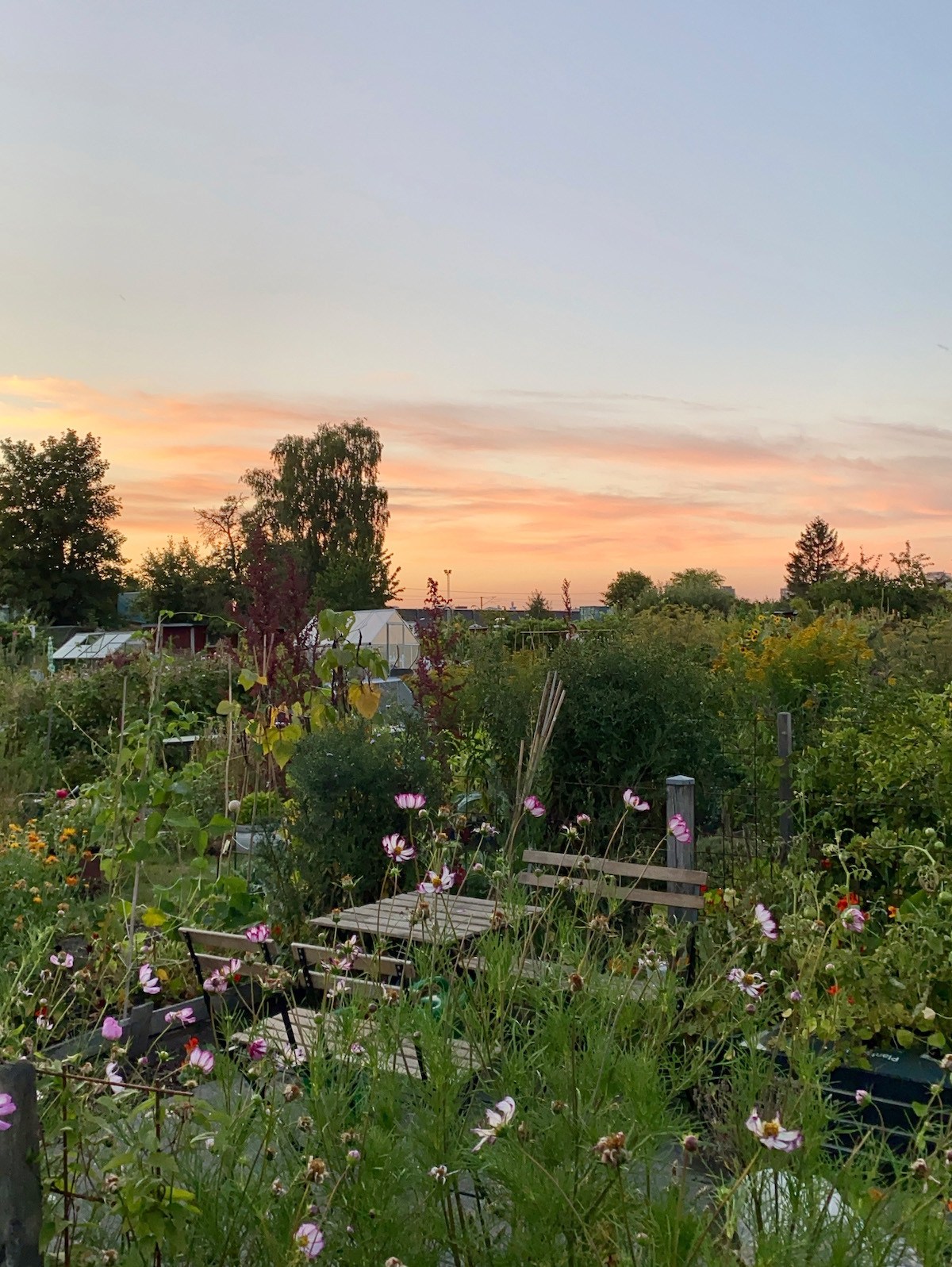 Blick über einen Garten zum Sonnenuntergang