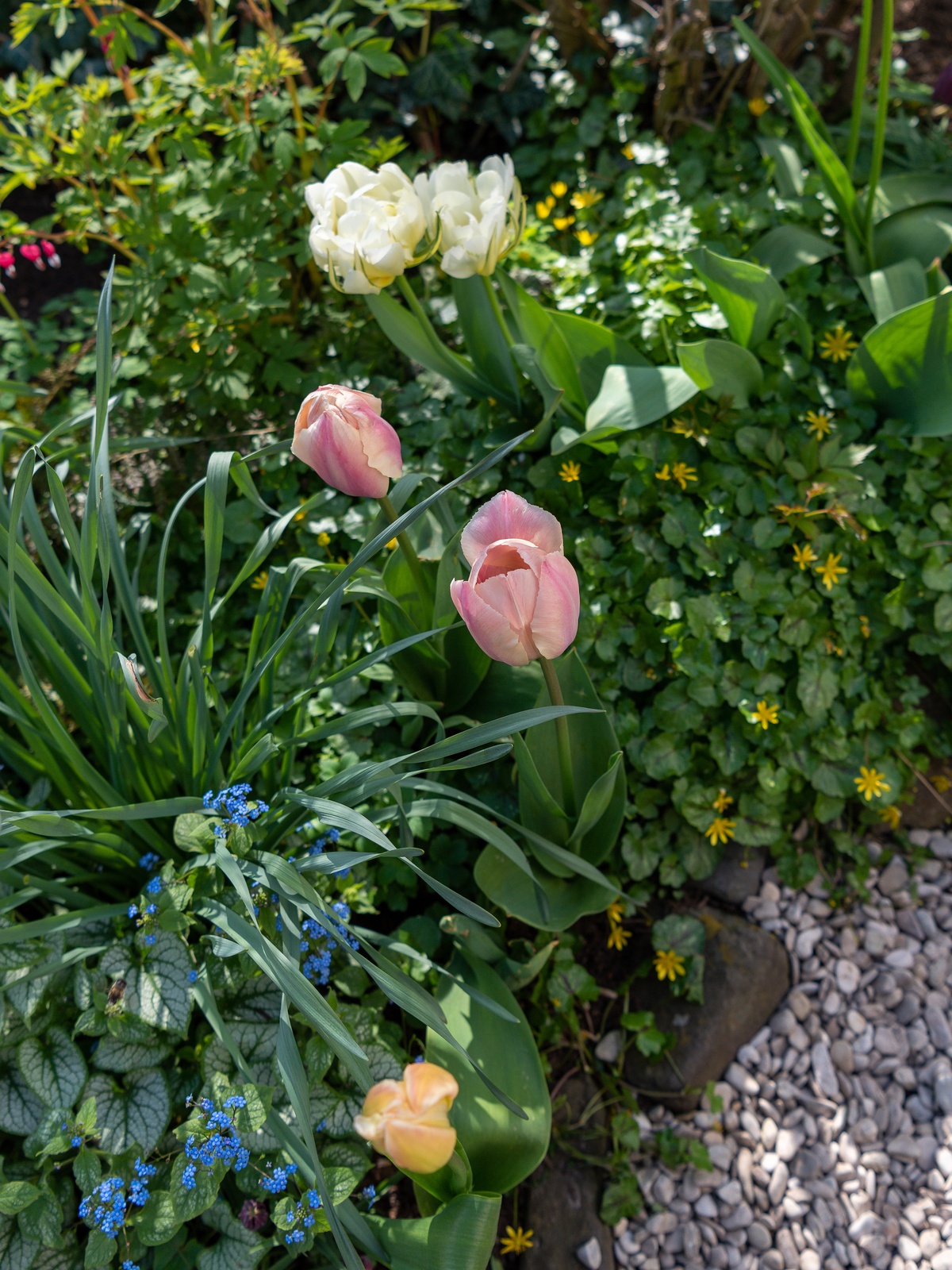 Blumenbeet im Frühjahr mit weißen und pinken Tulpen