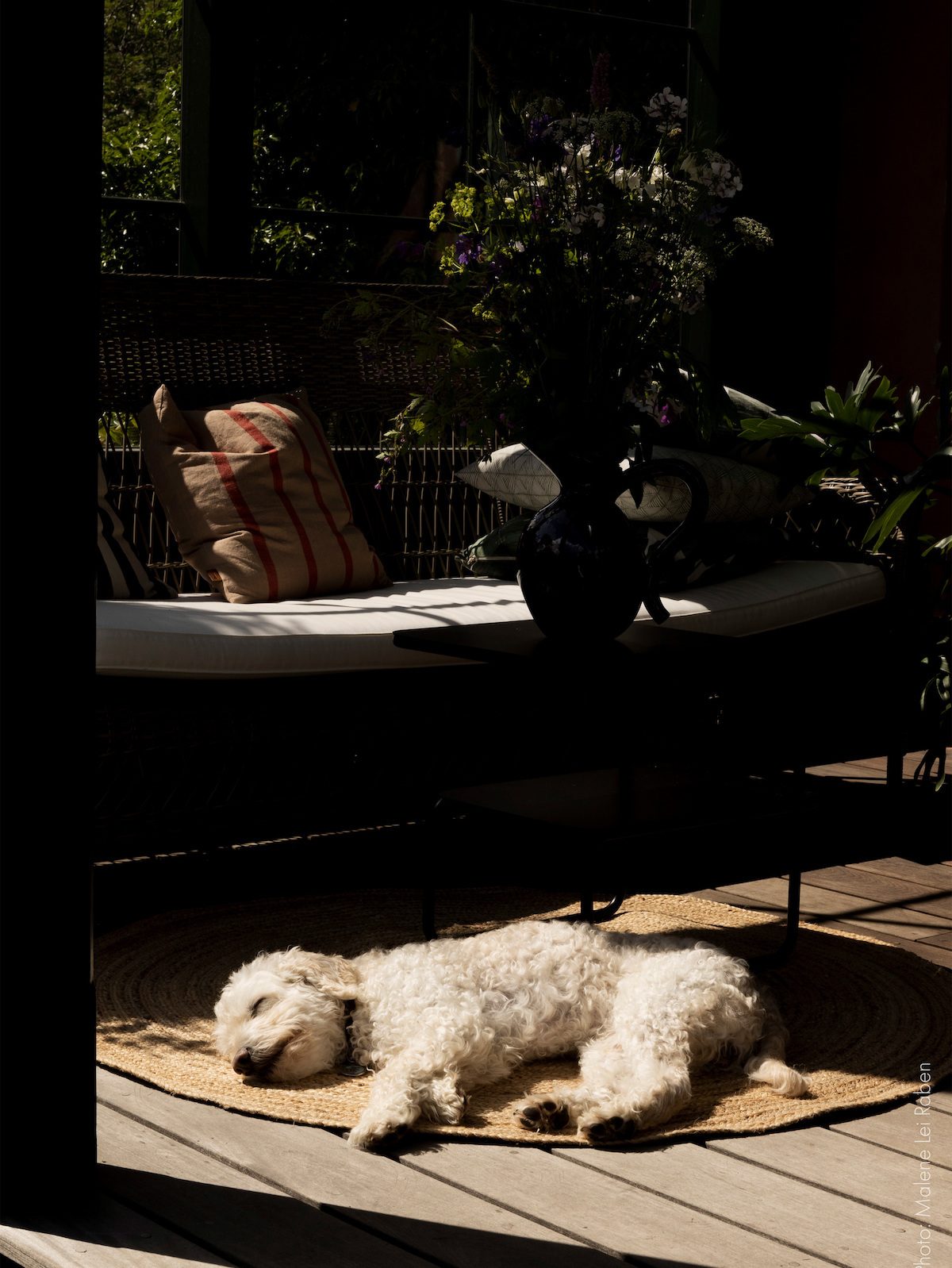 Ein weißer, mittelgroßer Hund liegt auf einer Veranda in der Sonne und schläft