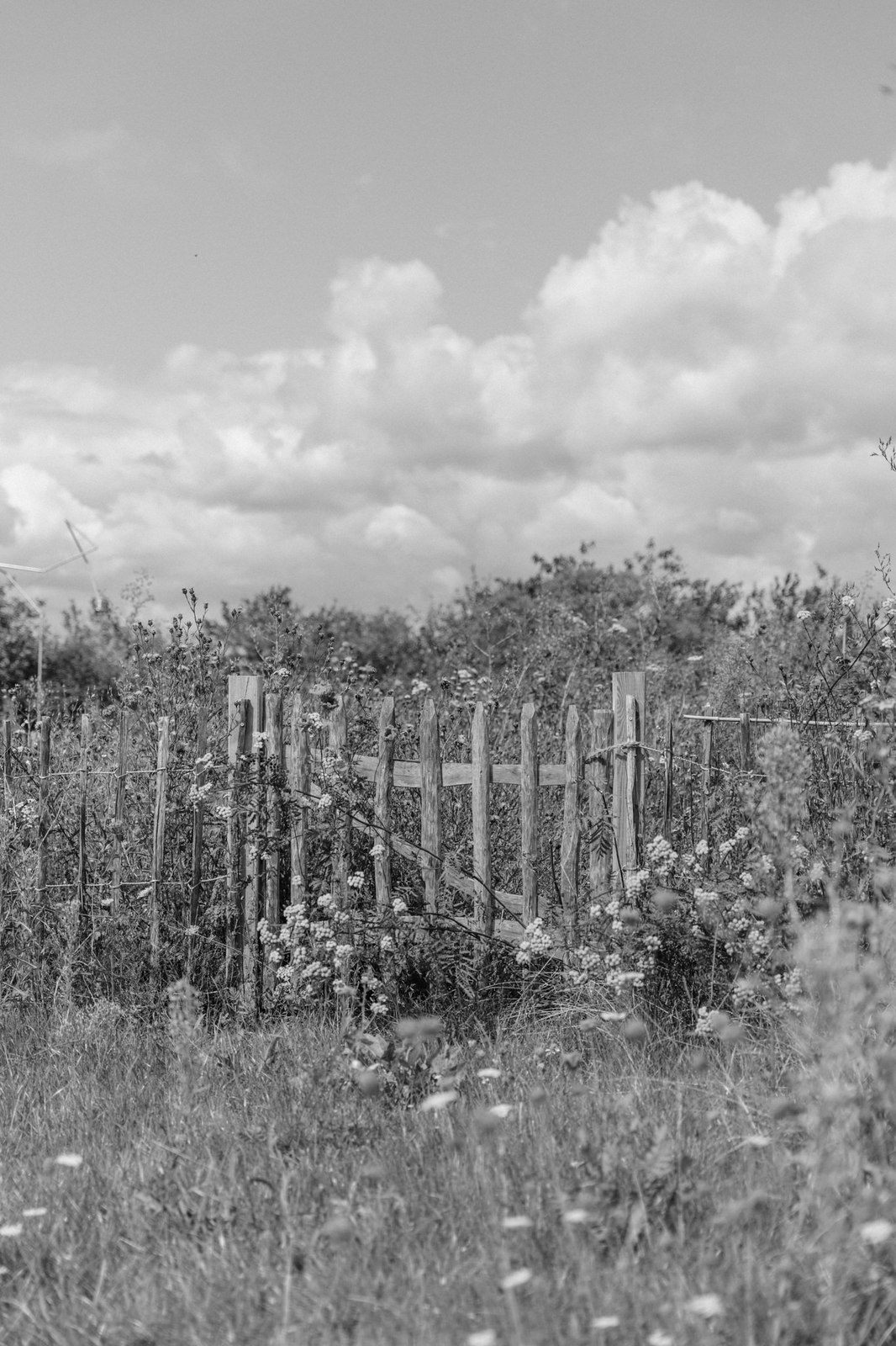 schwarz-weiß Foto uriger Gartenzaun