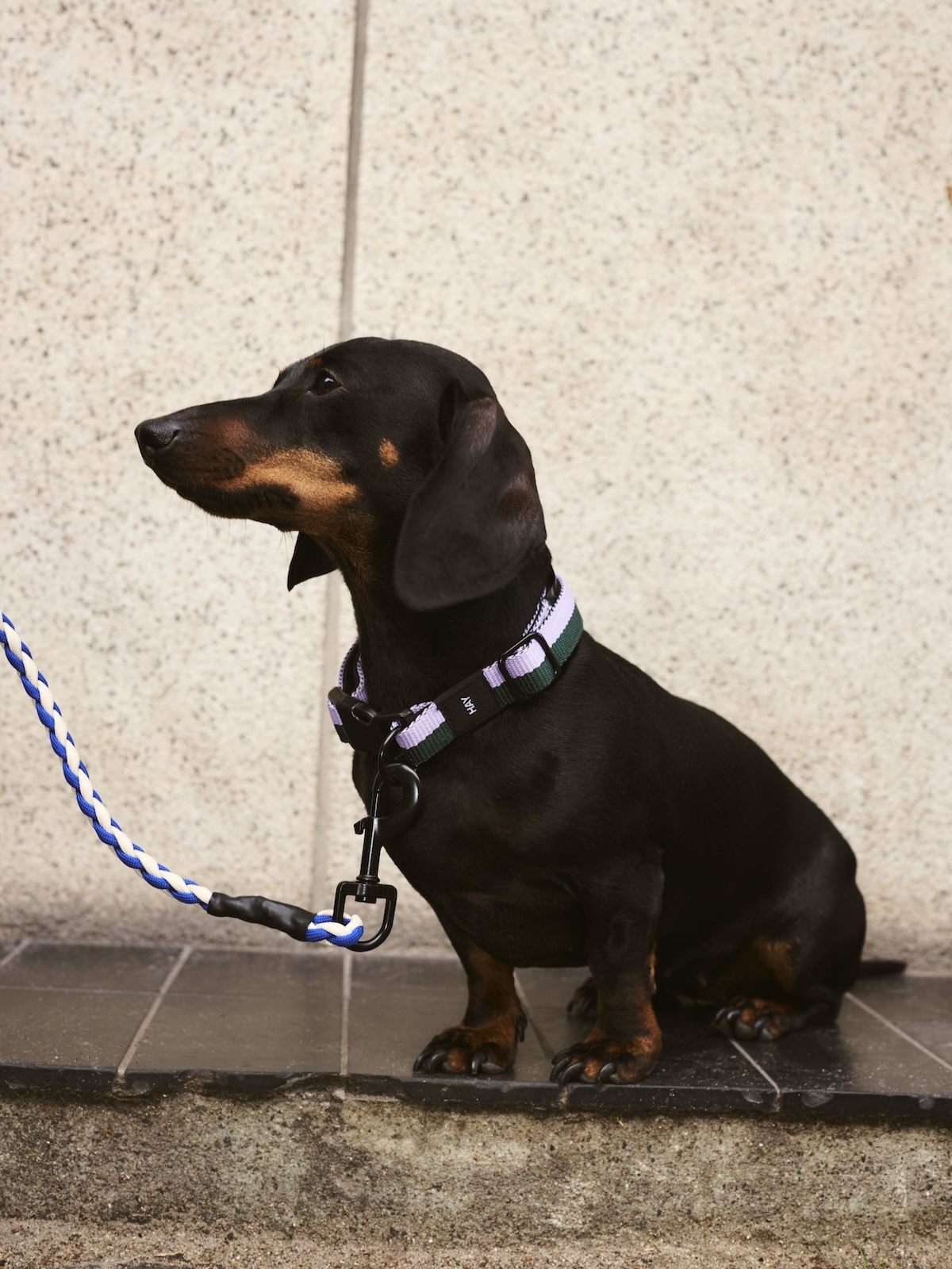 News: HAY Dogs Kollektion: Dunkler Kurzhaardackel mit Halsband und Leine.